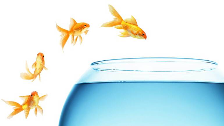 Seleção de novos petianos