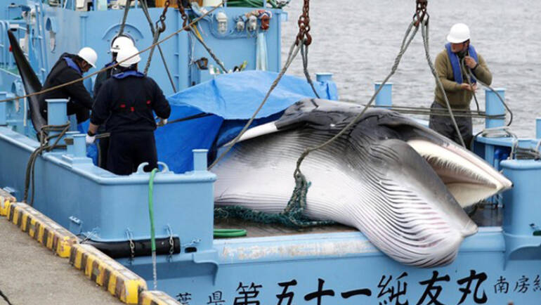 Fim da pesca da baleia