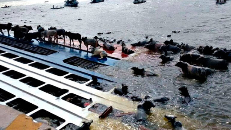 Naufrágio de navio com 5 mil bois, Barcarena-PA