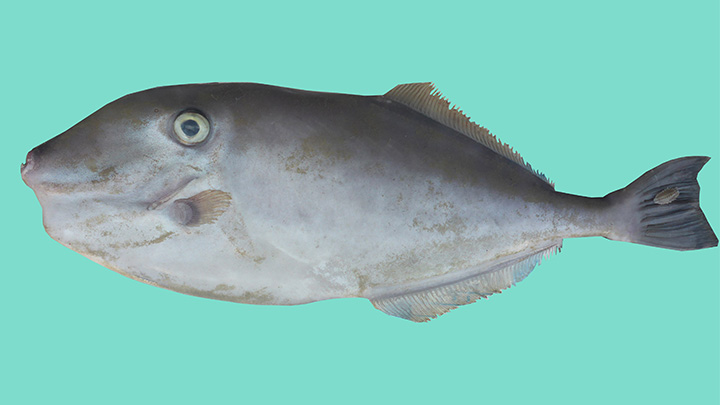 Aluterus monoceros
