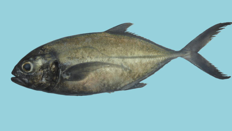 Caranx crysos