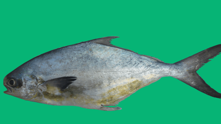 Trachinotus cayennensis