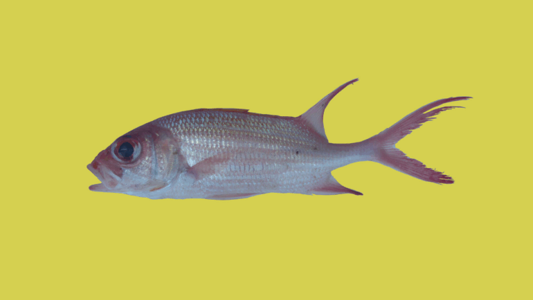 Holocentrus adscensionis