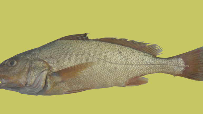 Micropogonias furnieri