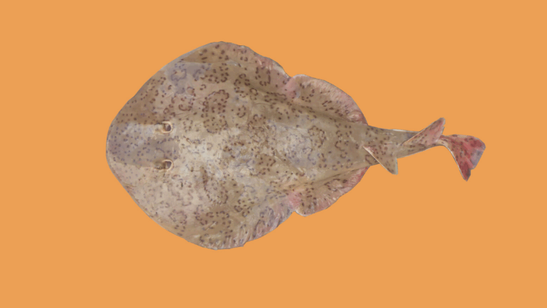 Narcine brasiliensis