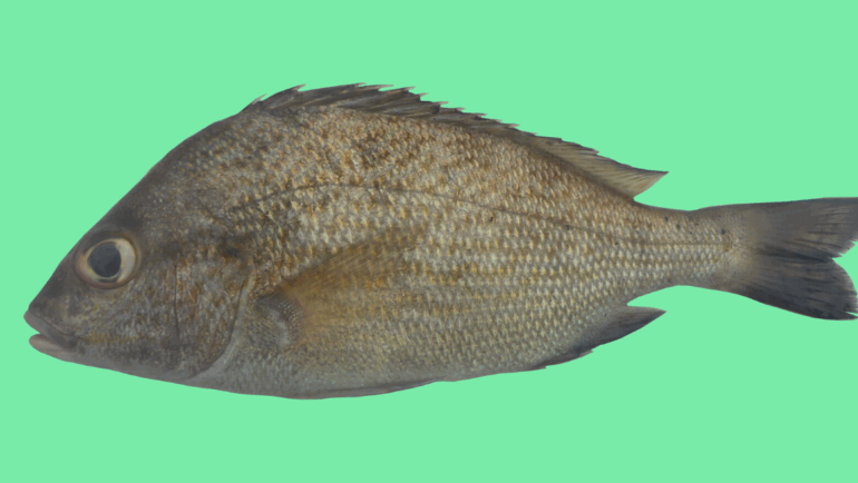 Orthopristis scapularis