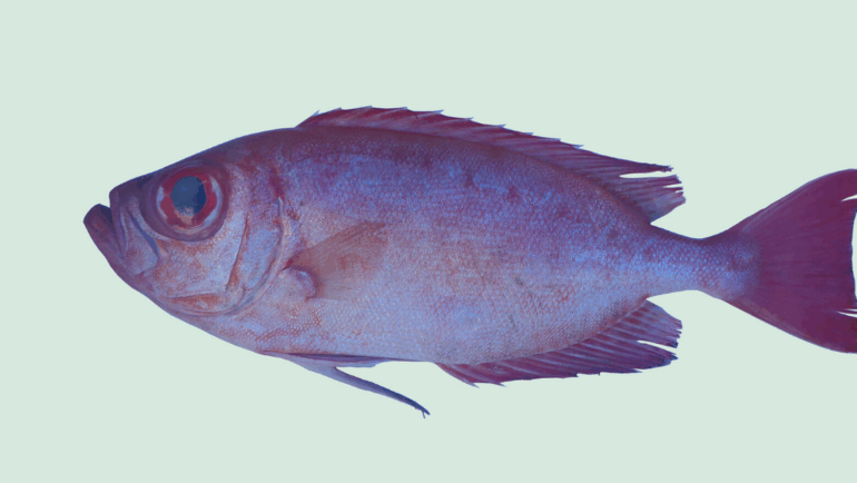 Priacanthus arenatus