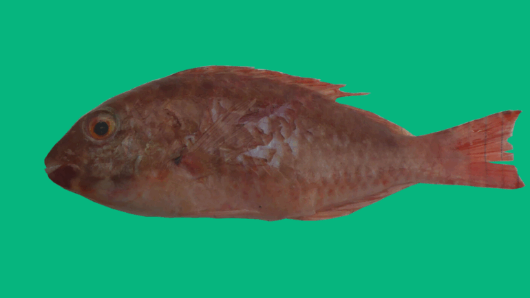Sparisoma chrysopterum
