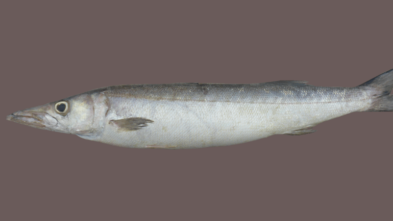 Sphyraena guachancho