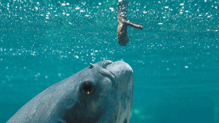 Certificados do IV Capacita Pet