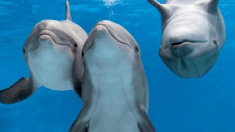 Seleção de três petianos