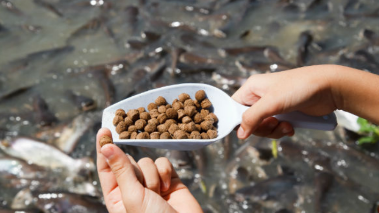 Certificados do VI Capacita PET