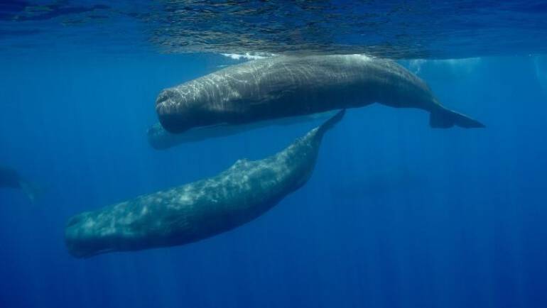 Certificates XI capacita PET