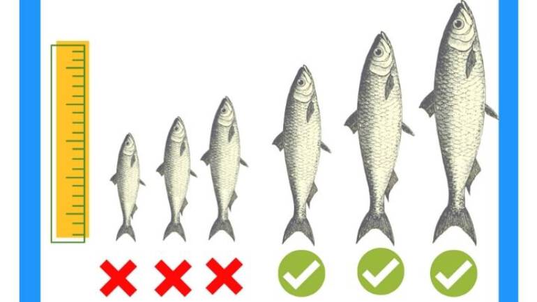 A importância da primeira maturação