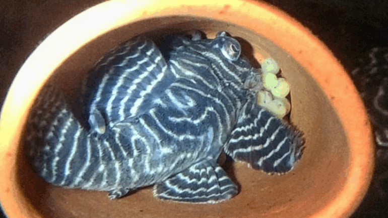 II Capacita PET Externo 2023