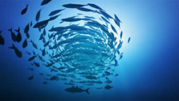 Homologação das inscrições