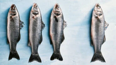 Resultado final da Seleção 01/2025