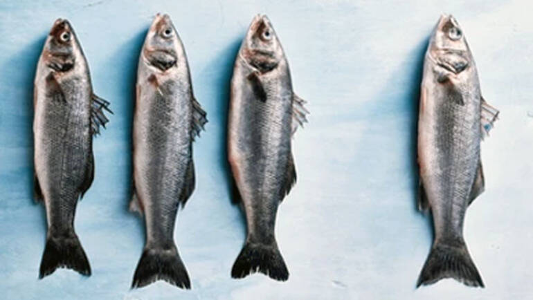 Resultado final da Seleção 01/2025