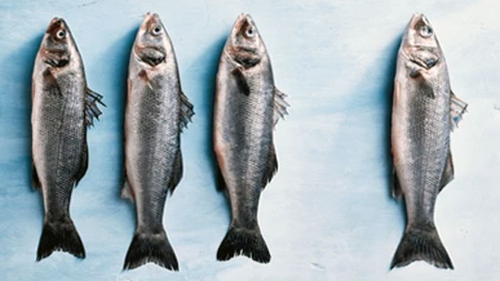 Resultado final da Seleção 01/2025